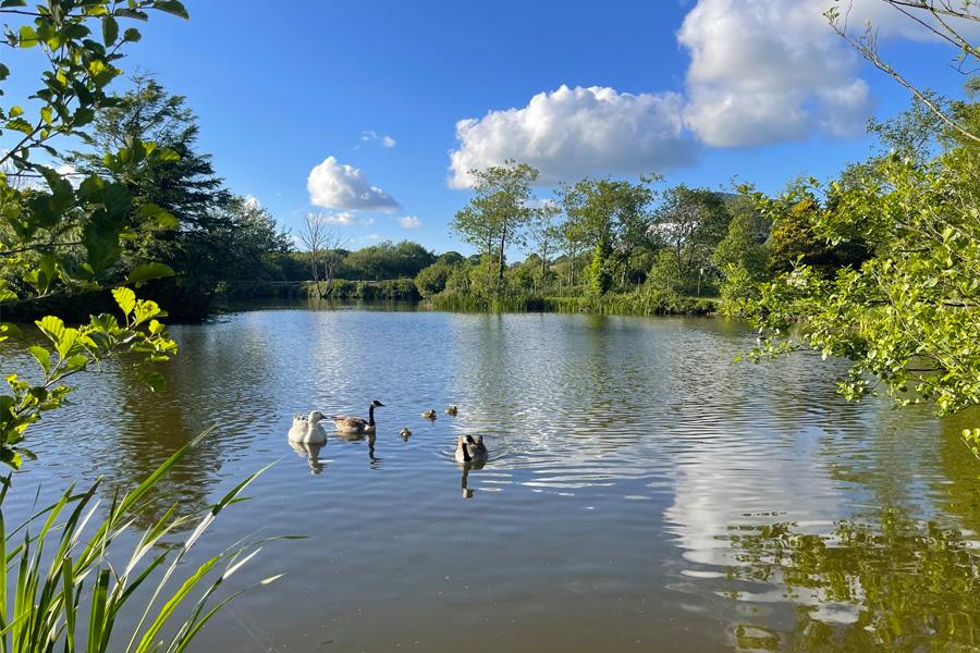 fishing lake with swans