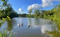 fishing lake with swans