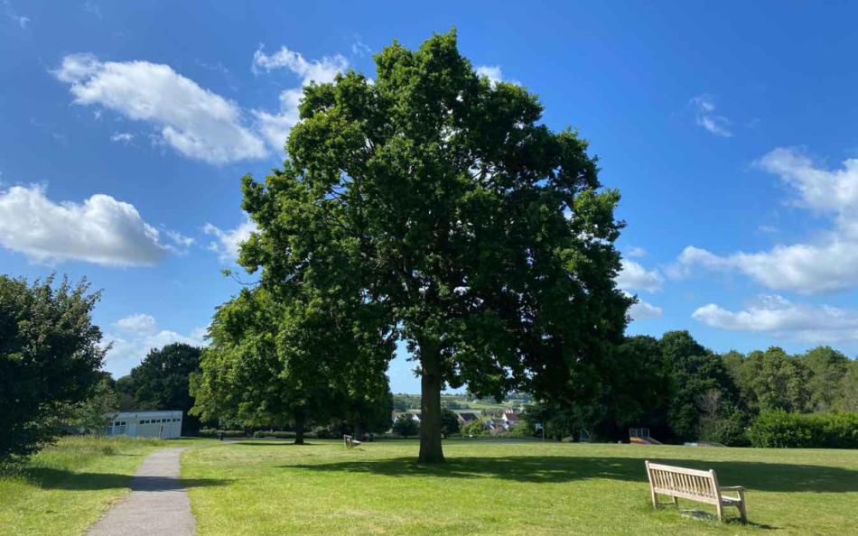 A View of an English Oak Tree near a Wivenhoe